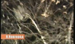 Des soldats russes abattent un arbre pour sauver un chat.. Ces russes sont formidables