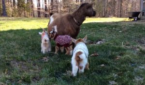 Des bébés chèvres habillés avec des pulls : trop chou