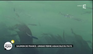 Saumon de France : unique ferme aquacole du pays