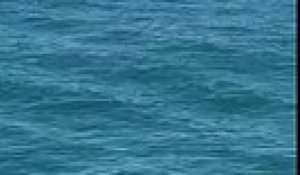 Une baleine saute près d'un paddleboardeur