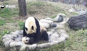 Quand un bébé panda refuse de prendre son bain