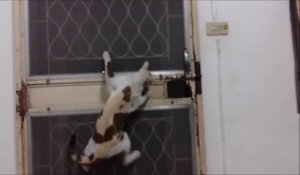 Ce chat sait ouvrir le verrou de la porte d'entrée ! Meilleur cambrioleur !