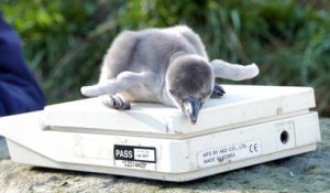 Des bébés pingouins sont pesés dans ce Zoo à la naissance - Moment trop cute!!!