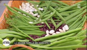 Dossier du Jour : La grande famille des haricots