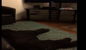Un chien se précipite pour aller dormir après que l’on éteint la télé