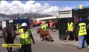 Des chevaux néo-zelandais bientôt en selle à Pirae