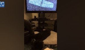 Un chien calé sur le son de la télé