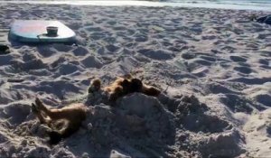 Enterré dans le sable ce chien s'endort.. Tranquille :)