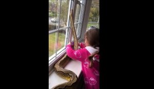 Une fillette de 3 ans fait un câlin à un python de près de 3 mètres