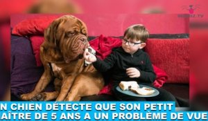 Un chien détecte que son petit maître de 5 ans a un problème de vue ! L'histoire dans la minute chien #185