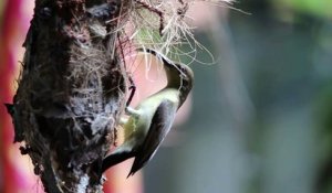 Ce bel oiseau nourrit ses bébés dans le nid