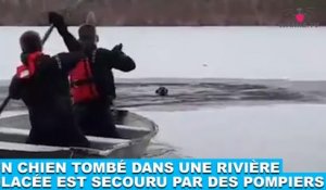 Un chien tombé dans une rivière glacée est secouru par des pompiers ! L'histoire dans la minute chien #186
