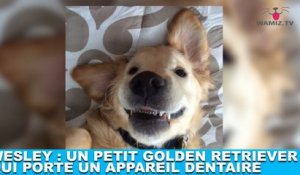 Wesley : un petit golden retriever qui porte un appareil dentaire ! L'histoire dans la minute chien #187