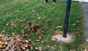 Ce chien kiffe vraiment les tas de feuilles mortes... Ahaha