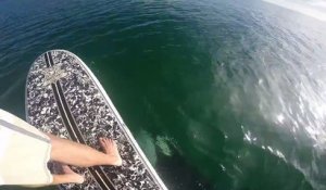 Un gars fait du paddleboard au dessus d'un orque qui veut jouer