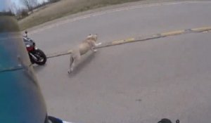 Un chien coupe la route d'un motard