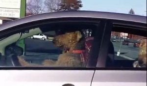 Un chien part en vacances au volant de sa voiture