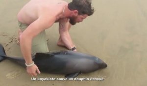 Dauphin échoué sauvé par un kayakiste. Beau geste