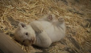 Zoo d'Amnéville : naissance de trois lionceaux blancs