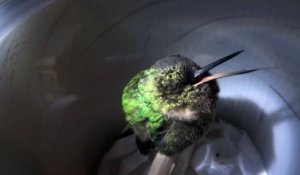 Ce superbe petit oiseau colibri "ronfle" en sifflant quand il dort