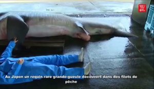 Au Japon un requin rare grande-gueule découvert dans des filets de pêche