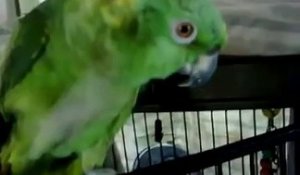 Il filme son perroquet et commence à chanter... Mais lorsque l'oiseau se met à l'imiter, c'est surprenant !