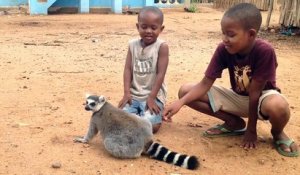 Un lémurien demande des caresses à des enfants