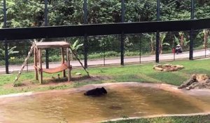 Un ours s'éclate dans un bassin après des années en cage