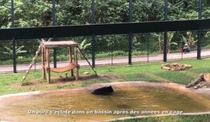 Un ours s'éclate dans un bassin après des années en cage