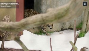 Au zoo de San Diego, deux jaguars découvrent la neige