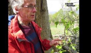 VIDEO. Loir-et-Cher : il lutte contre l'insecte qui ravage les châtaigniers