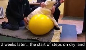 En 8 semaines ce chien paralysé arrive à remarcher - Rééducation canine