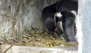 Naissances des jeunes manchots de Humboldt au Parc Zoologique de Paris