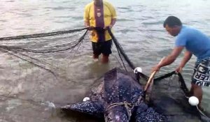 Le Sauvetage Héroïque De Cette Tortue De Mer Prise Par Un Filet De Pêche Va Vous Éblouir !