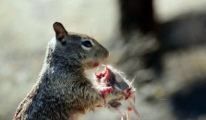 Cet écureuil trop mignon mange.. Une souris !!!?