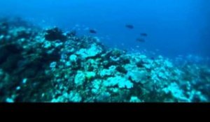 NOUVELLE CALÉDONIE : la plongée sous-marine à Nouméa