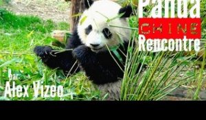 CHINE : Comment voir FACILEMENT des pandas ?