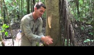 BOLIVIE : trek de SURVIE en AMAZONIE -7- boire avec une LIANE