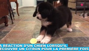 La réaction d'un chien lorsqu'il découvre un citron pour la première fois ! Tout de suite dans la Minute Chien #213