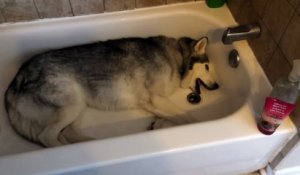 Ce husky capricieux fait une véritable scène pour ne pas sortir de la baignoire