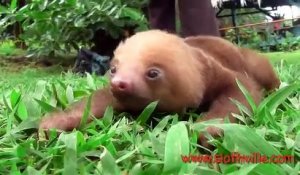 Une zoologiste publie la vidéo des premiers cris de bébés paresseux !
