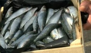 Pêche : Arrivée de la première sardine de printemps (Vendée)