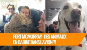 Fort McMurray : Des animaux en cabine dans l'avion ?!