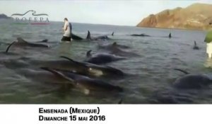 Mexique : 27 baleines-pilotes s'échouent sur une plage