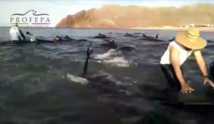 27 baleines échouées sur la plage (Mexique) - Des habitants tentent de les sauver