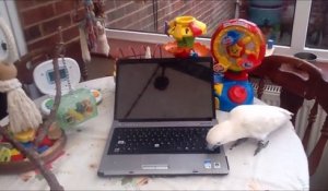 Un cacatoès saccage l'ordinateur de son maître