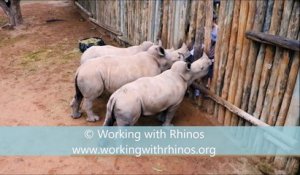 Des bébés rhinocéros pleurent quand ils n'ont plus à boire !