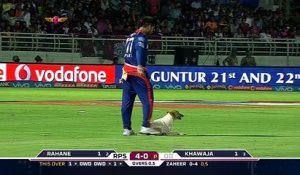Un chien qui veut jouer à la balle interrompt un match de cricket