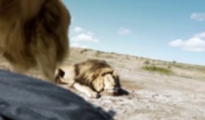 Attaque d'un lion pendant une pose de chasseurs dans la savane