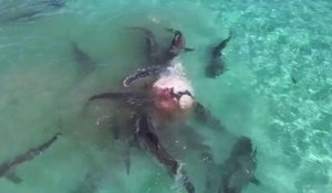 Des requins-tigres attaquent une baleine (Australie)